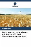 Reaktion von Hybridmais auf Stickstoff- und Phosphoreinsatz in Ged