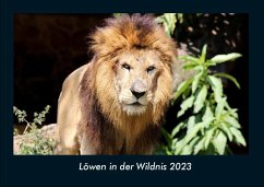 Löwen in der Wildnis 2023 Fotokalender DIN A4 - Tobias Becker