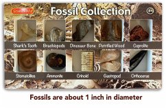 Fossil Collection - Norman, Penny