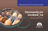 Vacunación en incubadora