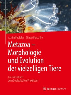 Metazoa - Morphologie und Evolution der vielzelligen Tiere - Paululat, Achim;Purschke, Günter