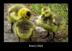 Enten 2023 Fotokalender DIN A3 - Tobias Becker