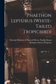Phaethon Lepturus (white-tailed Tropicbird)
