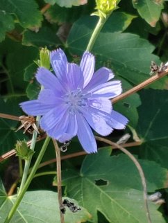 Cover Nature Calls - eBook Edition (eBook, ePUB)