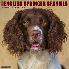 Just English Springer Spaniels 2023 Wall Calendar - Willow Creek Press