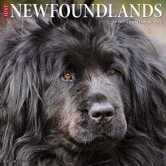 Just Newfoundlands 2023 Wall Calendar - Willow Creek Press
