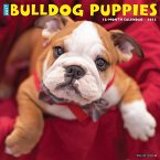 Just Bulldog Puppies 2023 Wall Calendar