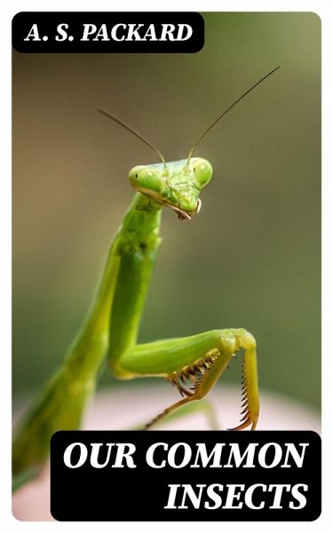 Our Common Insects (eBook, ePUB)