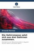 Die Gehirnmasse setzt sich aus drei Gehirnen zusammen.