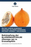 Bekämpfung der BLUMENKOPFMILBE (Dasiops sp) in Granatäpfeln