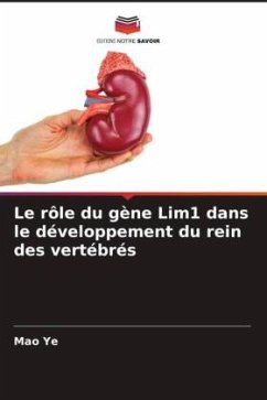 Le rôle du gène Lim1 dans le développement du rein des vertébrés - Ye, Mao