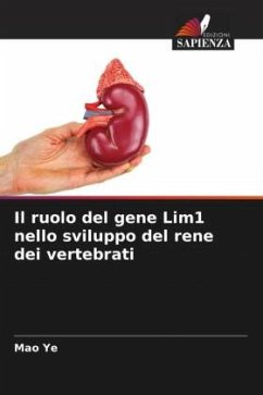 Il ruolo del gene Lim1 nello sviluppo del rene dei vertebrati - Ye, Mao