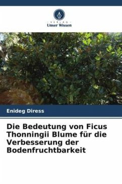 Die Bedeutung von Ficus Thonningii Blume für die Verbesserung der Bodenfruchtbarkeit - Diress, Enideg