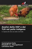 Analisi delle HSP e dei TLR nel pollo indigeno