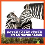 Potrillos de Cebra En La Naturaleza (Zebra Foals in the Wild)