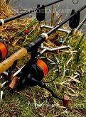 Pourquoi pêcher à la carpe