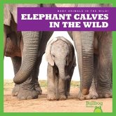 Elephant Calves in the Wild