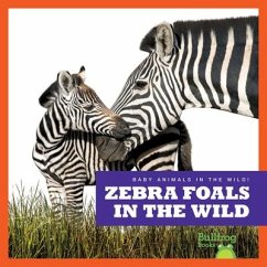 Zebra Foals in the Wild - Brandle, Marie