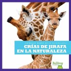 Crías de Jirafa En La Naturaleza (Giraffe Calves in the Wild)
