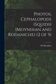 Photos, Cephalopods (Squids) (Moynihan and Rodaniche) (2 of 5)