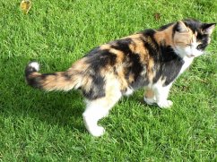 Cover The tale of the Cat that listened (eBook, ePUB)