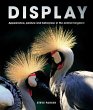 Display (eBook, ePUB) - Bild 1