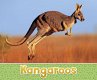 Kangaroos (eBook, PDF) - Bild 1