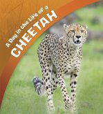 Day in the Life of a Cheetah (eBook, PDF)