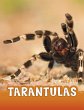 Tarantulas (eBook, PDF) - Bild 1