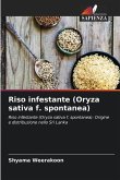 Riso infestante (Oryza sativa f. spontanea)