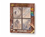 Schipper 609340876 - Malen nach Zahlen, Fossilien, 4 x 18x24cm