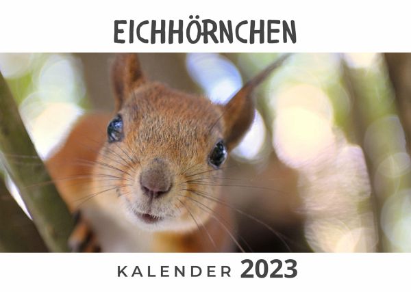 Eichhörnchen