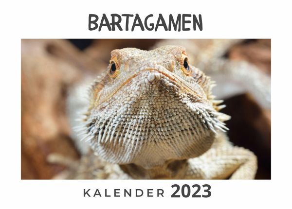 Bartagamen Bartagamen