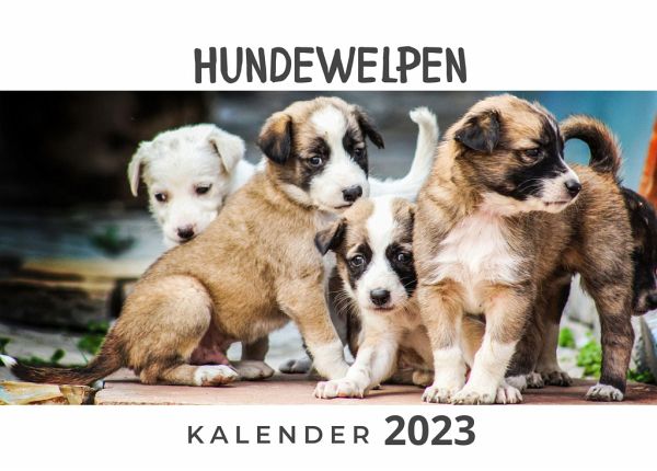 Hundewelpen Hundewelpen
