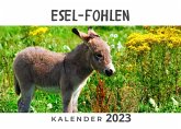 Esel Fohlen