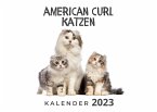 American Curl Katzen