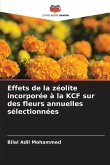 Effets de la zéolite incorporée à la KCF sur des fleurs annuelles sélectionnées