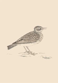 Cover SONNETS FOR BIRDS