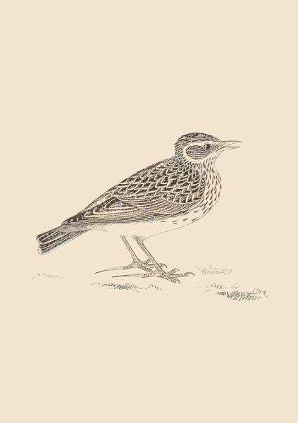 SONNETS FOR BIRDS SONNETS FOR BIRDS