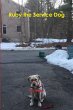 Ruby the Service Dog - Bild 1