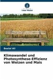 Klimawandel und Photosynthese-Effizienz von Weizen und Mais