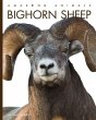 Bighorn Sheep - Bild 1
