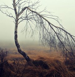 Lieblingspflicht (eBook, ePUB) - Bartholomäus, Christoph