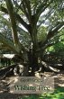 Wishing Tree - Bild 1