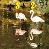 Learning Numbers with Animals - Bild 1