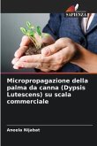 Micropropagazione della palma da canna (Dypsis Lutescens) su scala commerciale