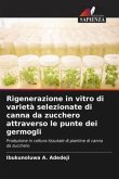Rigenerazione in vitro di varietà selezionate di canna da zucchero attraverso le punte dei germogli