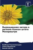 Vyraschiwanie nigera w regione Konkan shtata Maharashtra