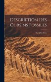 Description Des Oursins Fossiles