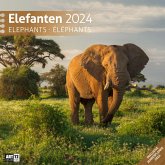 Elefanten Kalender 2024 - 30x30